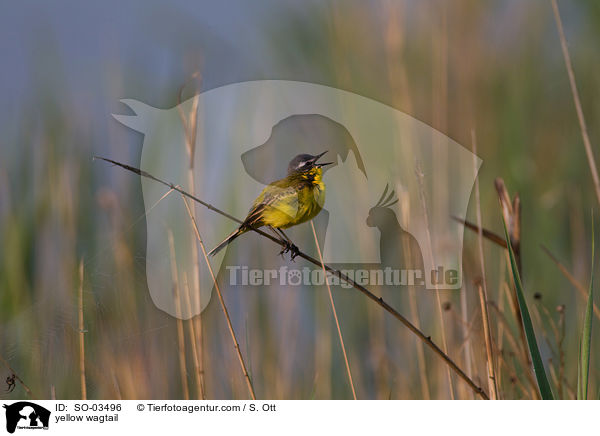Schafstelze / yellow wagtail / SO-03496