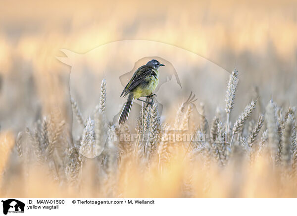 yellow wagtail / MAW-01590