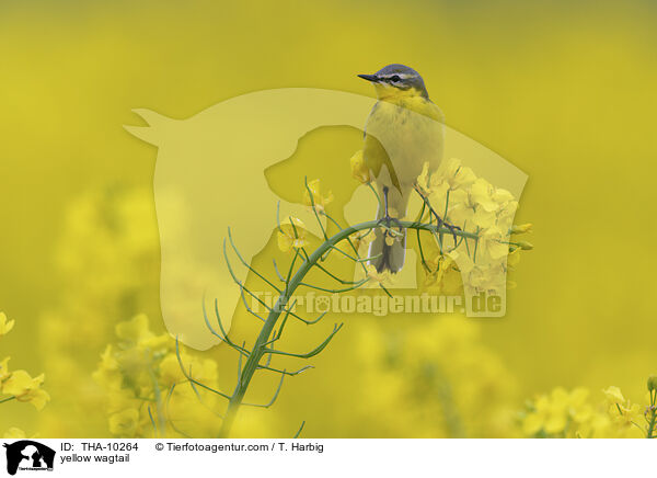 yellow wagtail / THA-10264
