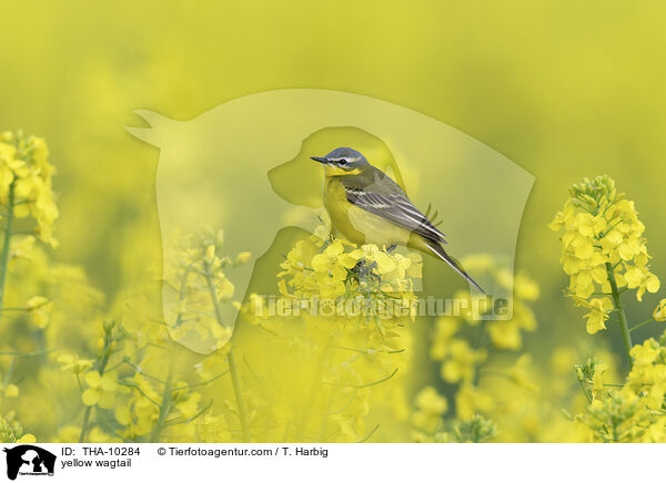 yellow wagtail / THA-10284