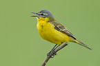 yellow wagtail