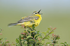 yellow wagtail