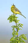 yellow wagtail