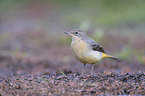 yellow wagtail