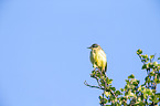 yellow wagtail