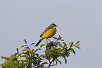 yellow wagtail