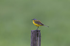 yellow wagtail