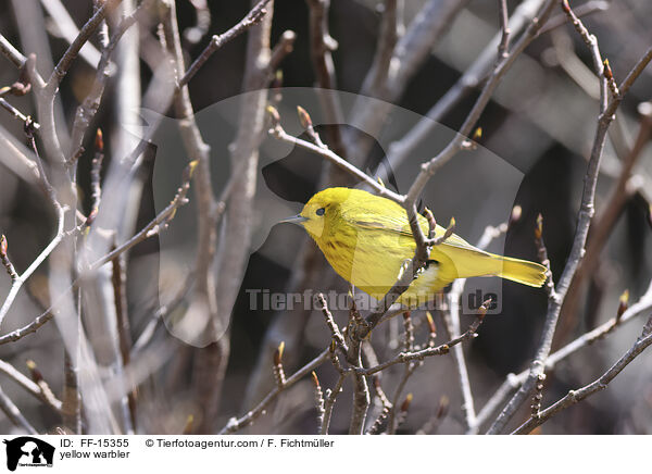 yellow warbler / FF-15355
