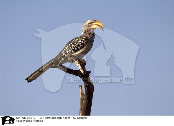 Gelbschnabeltoko / Yellow-billed Hornbill / WS-01213