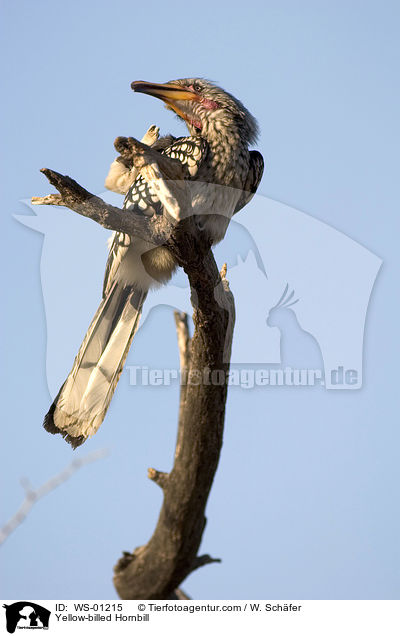 Gelbschnabeltoko / Yellow-billed Hornbill / WS-01215