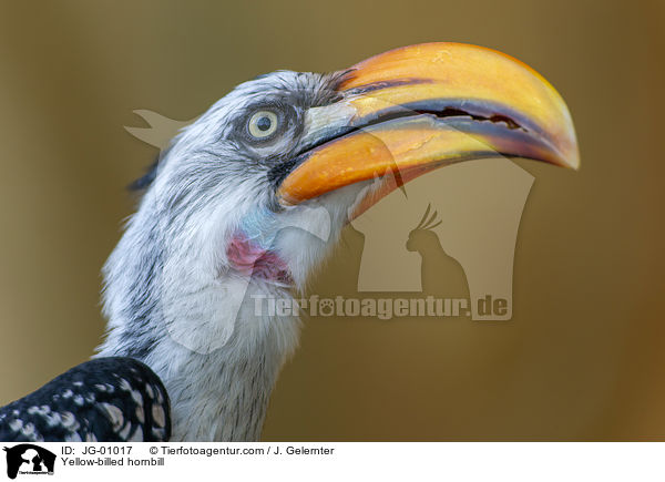Gelbschnabeltoko / Yellow-billed hornbill / JG-01017