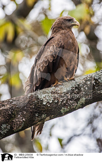 Yellow-billed Kite / MBS-25838