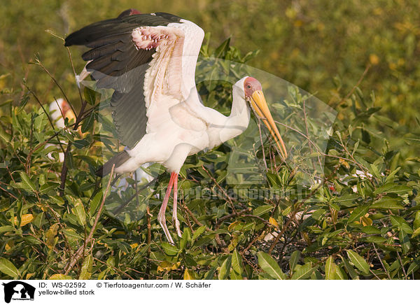 Nimmersatt / yellow-billed stork / WS-02592