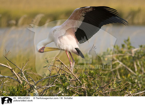 yellow-billed stork / WS-02593