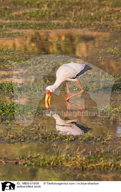 Nimmersatt / yellow-billed stork / MBS-01608