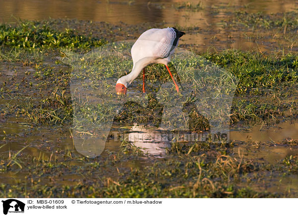 Nimmersatt / yellow-billed stork / MBS-01609