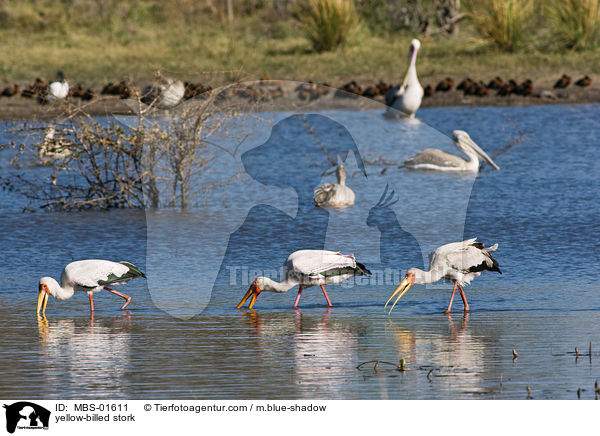 Nimmersatt / yellow-billed stork / MBS-01611