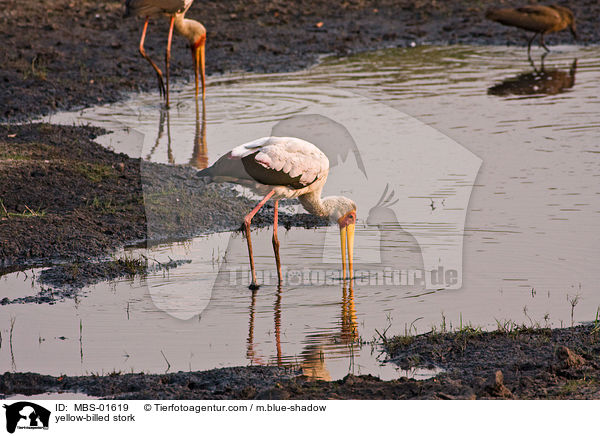 Nimmersatt / yellow-billed stork / MBS-01619
