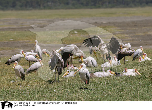 yellow-billed storks / JR-01336
