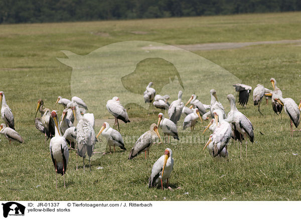 yellow-billed storks / JR-01337