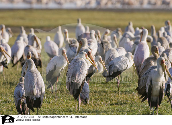yellow-billed storks / JR-01338