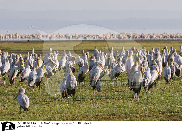 yellow-billed storks / JR-01339
