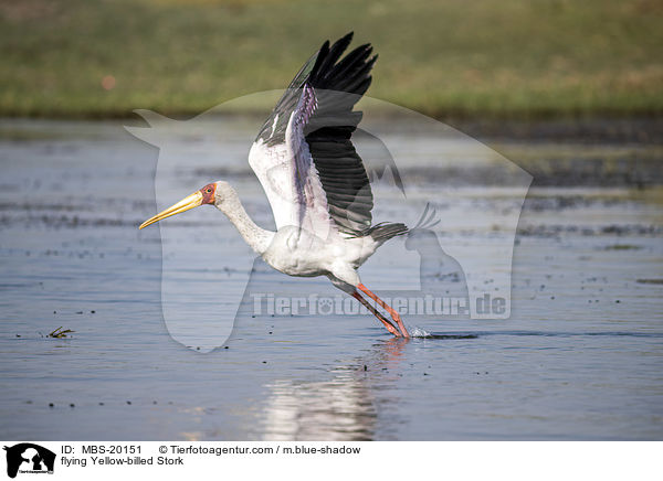 fliegender Nimmersatt / flying Yellow-billed Stork / MBS-20151