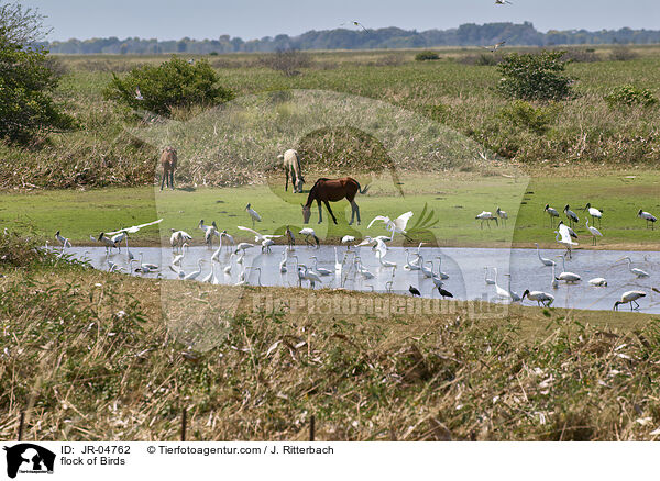 Vogelschwarm / flock of Birds / JR-04762
