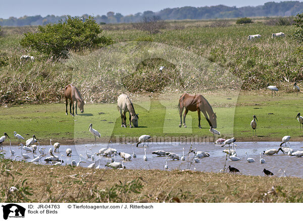 Vogelschwarm / flock of Birds / JR-04763