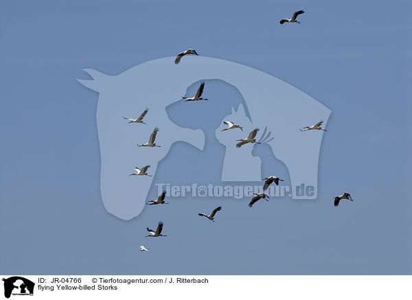flying Yellow-billed Storks / JR-04766