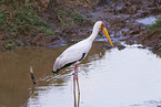 yellow-billed stork