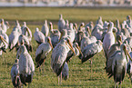 yellow-billed storks
