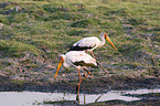 yellow-billed storks