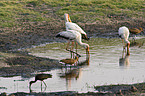 yellow-billed storks