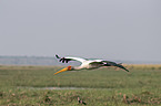 flying Yellow-billed Stork