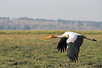 flying Yellow-billed Stork