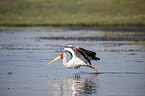 flying Yellow-billed Stork