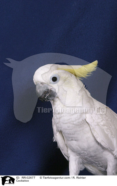 Gelbwangenkakadu / Cockatoo / RR-02677