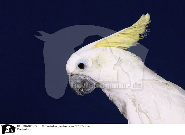 Cockatoo / RR-02682