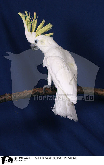 Cockatoo / RR-02684