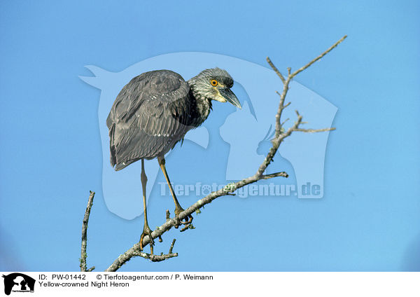 Yellow-crowned Night Heron / PW-01442