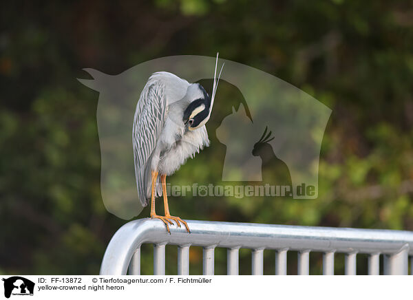 yellow-crowned night heron / FF-13872