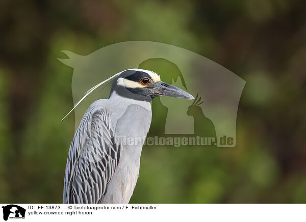 yellow-crowned night heron / FF-13873