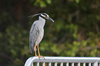 yellow-crowned night heron