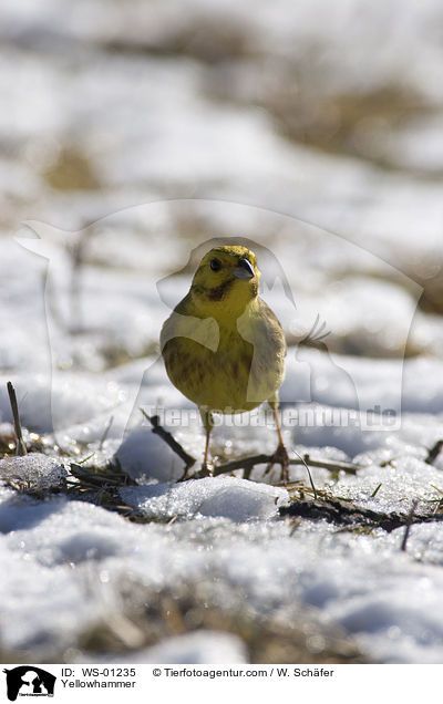 Goldammer / Yellowhammer / WS-01235
