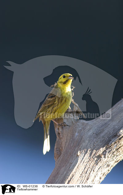 Goldammer / Yellowhammer / WS-01236