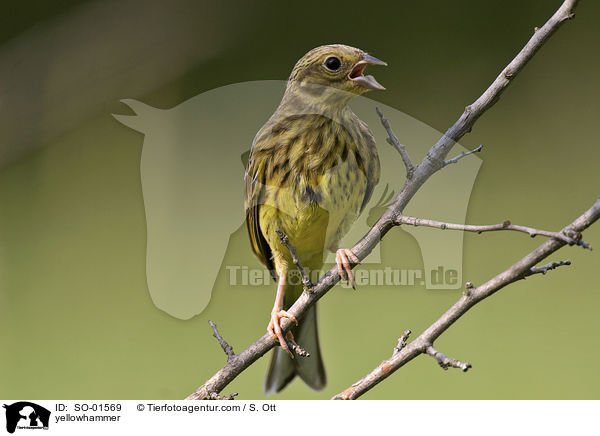 yellowhammer / SO-01569
