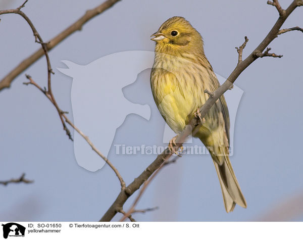 Goldammer / yellowhammer / SO-01650