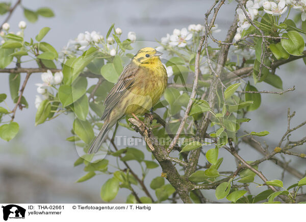 yellowhammer / THA-02661
