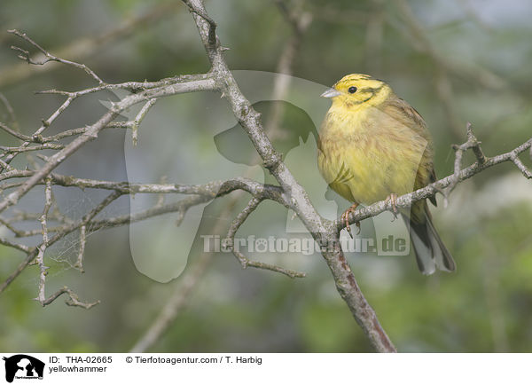 yellowhammer / THA-02665